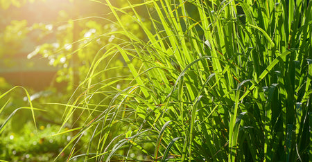 Tiger Grass